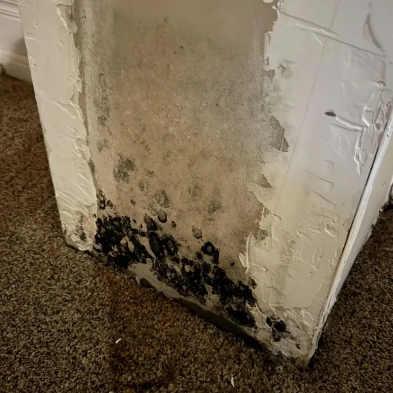 Professional Mold Removal in Jefferson County, IA